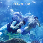 VinKE Và Aquarium Times City - Trải Nghiệm Thuỷ Cung Và Khu Vui Chơi Hot Nhất Hà Nội - Ảnh 4