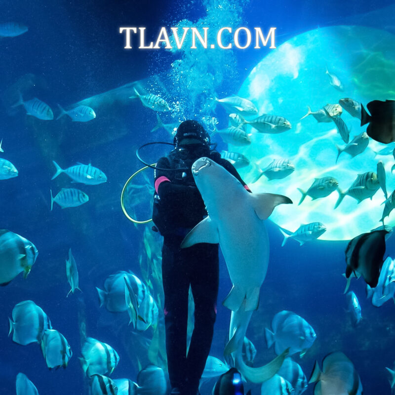 Lotte World Aquarium Hà Nội – Vé Tham Quan  Thủy Cung Trong Nhà Lớn Nhất Thủ Đô. - Ảnh 2