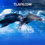 Lotte World Aquarium Hà Nội – Vé Tham Quan  Thủy Cung Trong Nhà Lớn Nhất Thủ Đô. - Ảnh 4